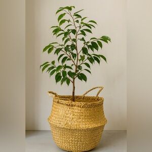 Straw Bucket Tote Tree Pot
